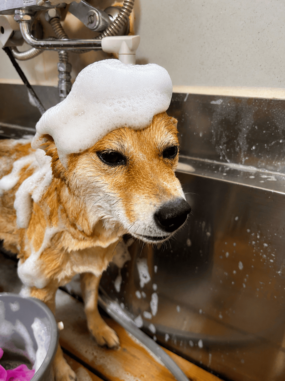 シャンプー中のわんちゃん