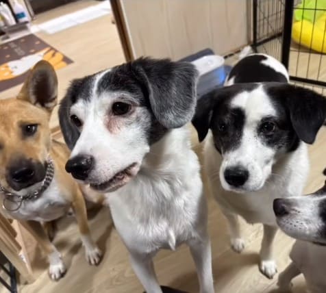 仲良し犬たち