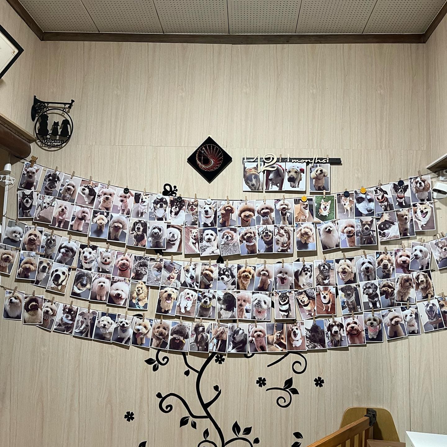 店内に飾られたお客様わんちゃんの写真
